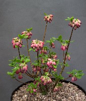 Menziesia hybrid 'Plum Drops'